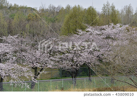 花，櫻花，吉野美吉，盛開@Kiritani公園，柏市 43809010