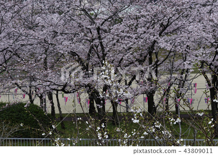 花,櫻花,吉野美吉,盛開@Kiritani公園,柏市 花,櫻花,吉野美吉,盛開@Kiritani公園,柏市 43809011