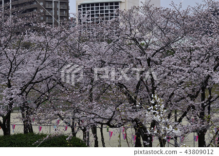 花，櫻花，吉野美吉，盛開@Kiritani公園，柏市 43809012