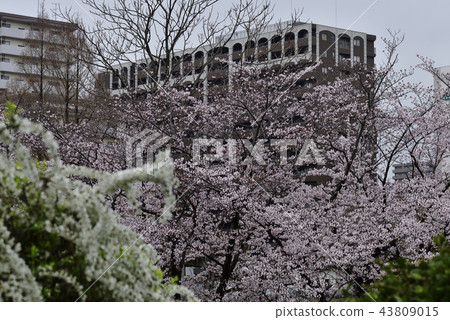 花,櫻花,吉野美吉,盛開@Kiritani公園,柏市 花,櫻花,吉野美吉,盛開@Kiritani公園,柏市 43809015