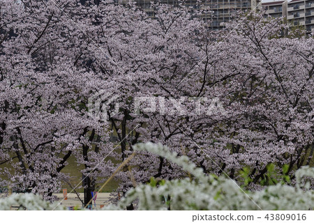 花,櫻花,吉野美吉,盛開@Kiritani公園,柏市 花,櫻花,吉野美吉,盛開@Kiritani公園,柏市 43809016