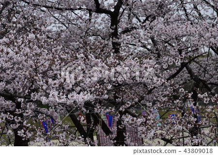 花,櫻花,吉野美吉,盛開@Kiritani公園,柏市 花,櫻花,吉野美吉,盛開@Kiritani公園,柏市 43809018