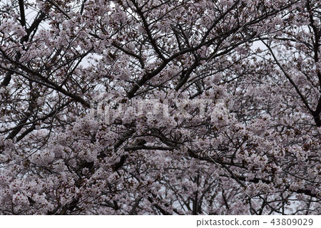 鮮花,櫻花,Somei Yoshino,盛開@Souao Park,Sakai City 鮮花,櫻花,Somei Yoshino,盛開@Souao Park,Sakai City 43809029