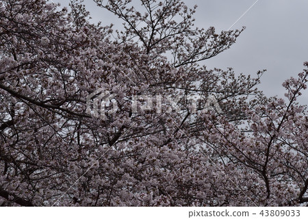 鮮花,櫻花,Somei Yoshino,盛開@Souao Park,Sakai City 鮮花,櫻花,Somei Yoshino,盛開@Souao Park,Sakai City 43809033
