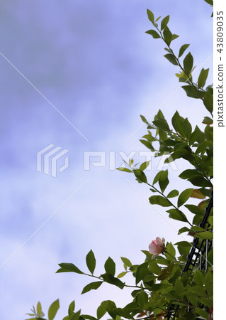 天空和小玫瑰花 天空和小玫瑰花 43809035