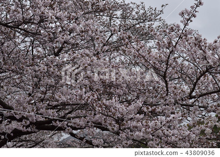 鮮花,櫻花,Somei Yoshino,盛開@Souao Park,Sakai City 鮮花,櫻花,Somei Yoshino,盛開@Souao Park,Sakai City 43809036