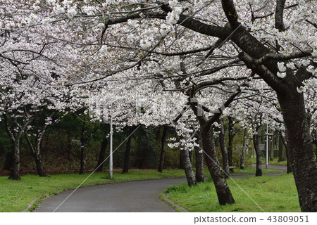 鮮花,櫻花,Somei Yoshino,盛開@Souao Park,Sakai City 鮮花,櫻花,Somei Yoshino,盛開@Souao Park,Sakai City 43809051