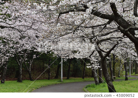 鮮花,櫻花,Somei Yoshino,盛開@Souao Park,Sakai City 鮮花,櫻花,Somei Yoshino,盛開@Souao Park,Sakai City 43809052