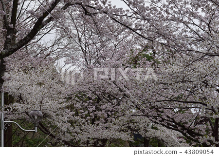 鮮花,櫻花,Somei Yoshino,盛開@Souao Park,Sakai City 鮮花,櫻花,Somei Yoshino,盛開@Souao Park,Sakai City 43809054