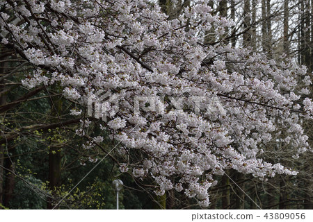 鮮花,櫻花,Somei Yoshino,盛開@Souao Park,Sakai City 鮮花,櫻花,Somei Yoshino,盛開@Souao Park,Sakai City 43809056
