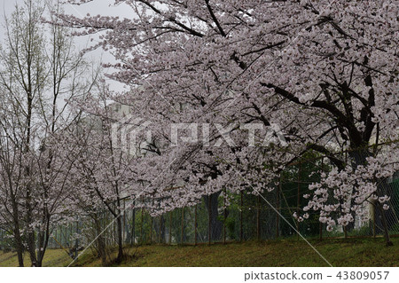 鮮花,櫻花,Somei Yoshino,盛開@Souao Park,Sakai City 鮮花,櫻花,Somei Yoshino,盛開@Souao Park,Sakai City 43809057