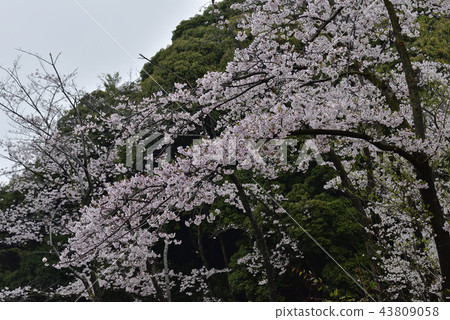 鮮花,櫻花,Somei Yoshino,盛開@Souao Park,Sakai City 鮮花,櫻花,Somei Yoshino,盛開@Souao Park,Sakai City 43809058