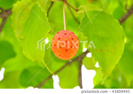 Fruit of Yamabote 43809493