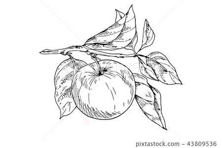 Contoured apple on a branch with leaves isolated Contoured apple on a branch with leaves isolated 43809536