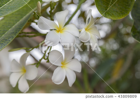 White Plumeria or dogbane or indian hemp White Plumeria or dogbane or indian hemp 43809809