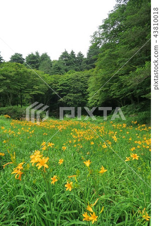 Rokko Takayama植物園的Nikkosuge Rokko Takayama植物園的Nikkosuge 43810018