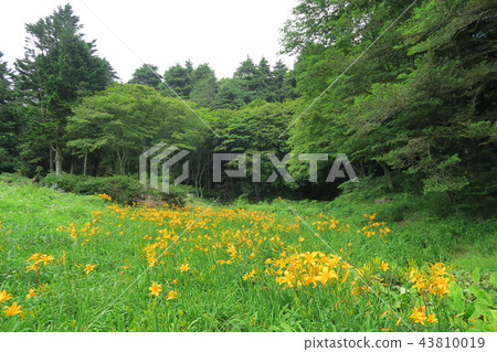 Rokko Takayama植物園的Nikkosuge Rokko Takayama植物園的Nikkosuge 43810019