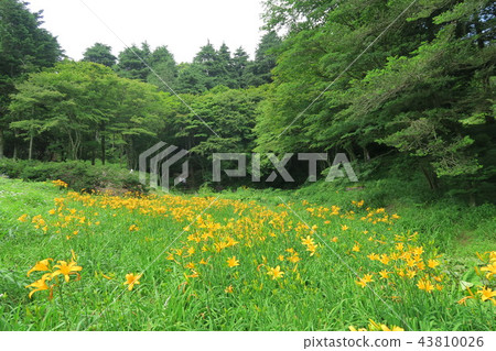 Rokko Takayama植物園的Nikkosuge Rokko Takayama植物園的Nikkosuge 43810026