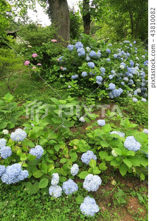 Rokko Takayama Botanical Garden-Hydrangea Garden- 43810082
