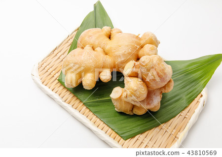 藥用香料原產地：熊本 43810569