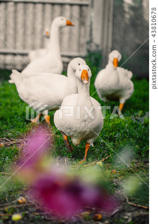 Geese in a village walk on the lawn Geese in a village walk on the lawn 43810678