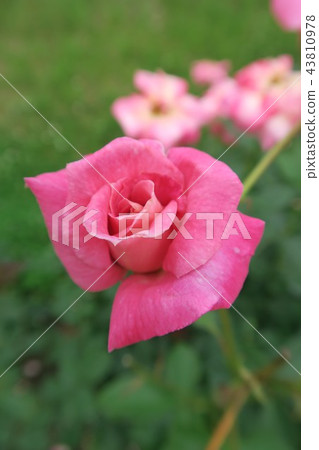 Rokkosan Cantree House-Rose Walk- Rokkosan Cantree House-Rose Walk- 43810978