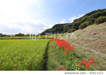集群阿瑪麗利斯路 43811311
