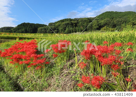 Cluster amaryllis road Cluster amaryllis road 43811409