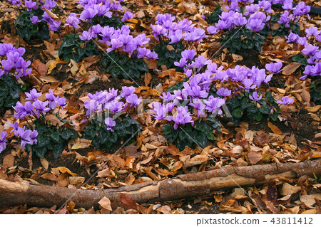 Cyclamen 43811412