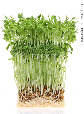 豆籽蔬菜 豆籽蔬菜 43811423
