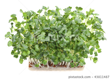 烤蘿蔔蔬菜 43811487