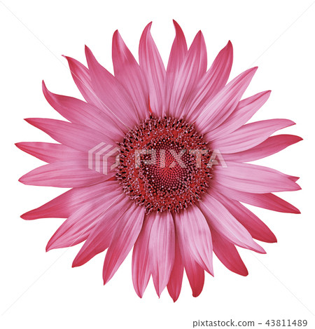 flower carmine (red) sunflower isolated on a white 43811489