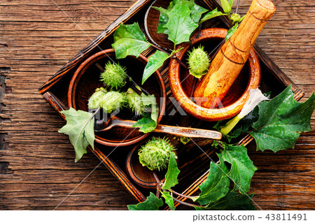 Natural herbs medicine,datura 43811491