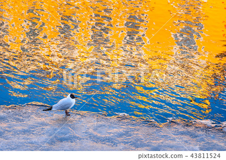 Bird stand on the ice in frozen canal 43811524