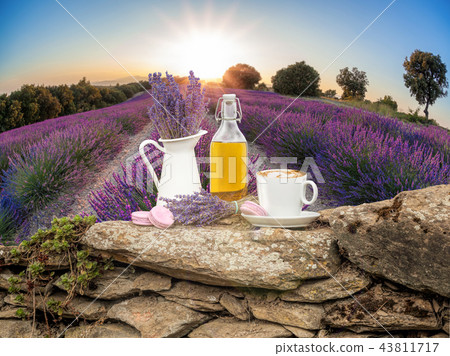 Lavender still life in Provence, France 43811717