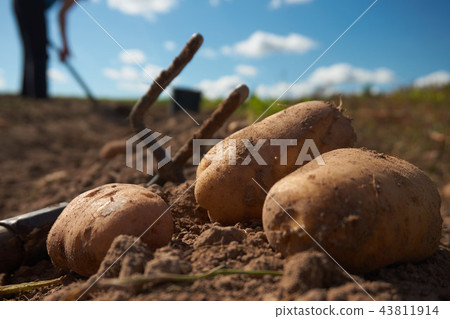 Close up of potatoes and garden fork on the field 43811914
