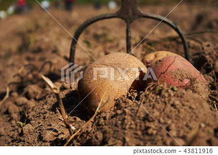 Close up of potatoes and garden fork on the field 43811916