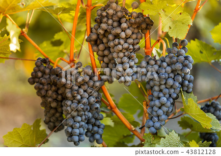 Bunch of grapes on a vineyard during sunset. Bunch of grapes on a vineyard during sunset. 43812128