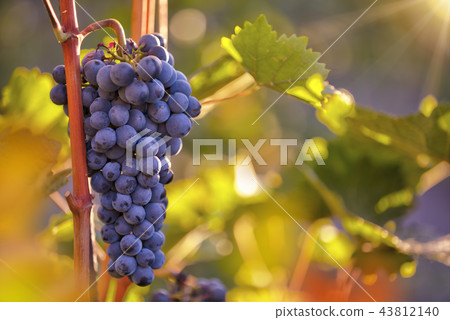 Bunch of grapes on a vineyard during sunset. Bunch of grapes on a vineyard during sunset. 43812140