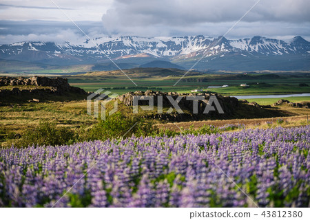 Iceland landscape with lupine and mountains Iceland landscape with lupine and mountains 43812380
