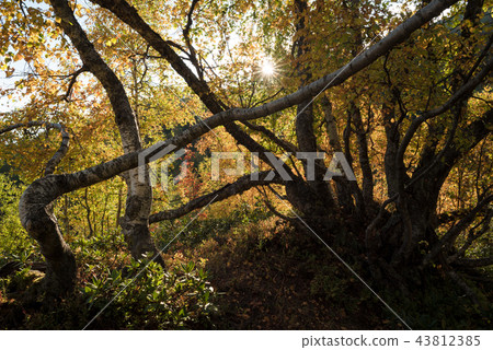 Forest with fall foliage Forest with fall foliage 43812385