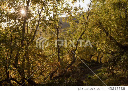 Forest with autumn leaves 43812386
