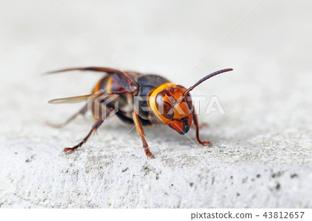 Hornet Hornet 43812657