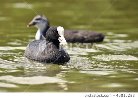 Beautiful black wild duck floating on the surface 43813288