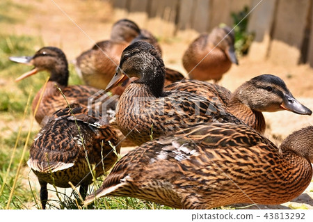 Beautiful wild ducks at the pond. Wildlife . 43813292