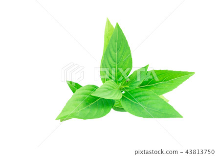 Sweet Basil isolated on white background Sweet Basil isolated on white background 43813750