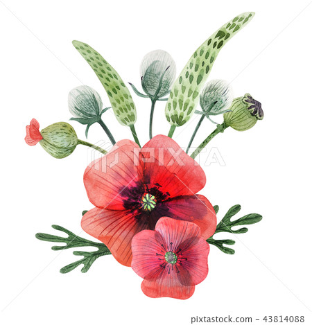 Poppy and grass watercolor boutonniere 43814088