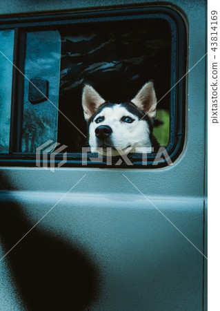 sad dog Husky looks out of the window sad dog Husky looks out of the window 43814169
