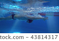 Underwater view to the beautiful professional swimmer swiming crawl stroke in the pool 43814317