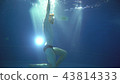A young man somersaults and does a somersault under the water. He is posing in front of the camera 43814333